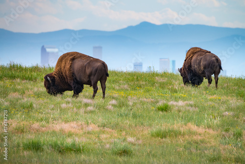 Bison grazing in Denver