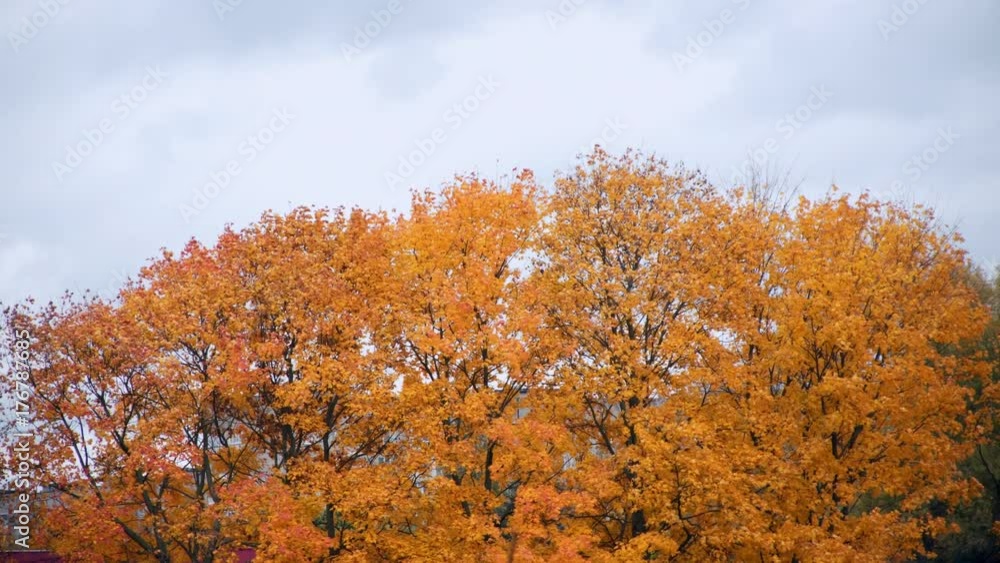 Autumn yellow maple trees in the wind. Autumn yellow maple trees in the wind.