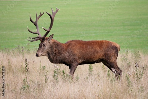 deer stag in Bushy Park red deer