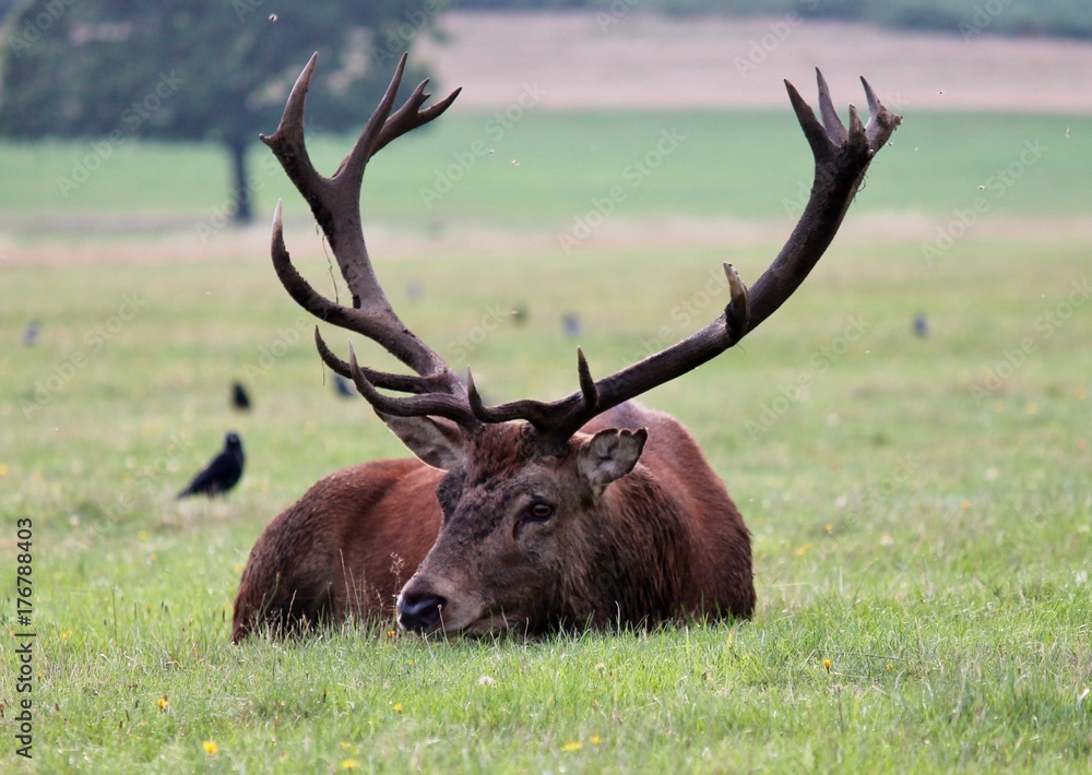 Fototapeta premium deer stag in Bushy Park red deer