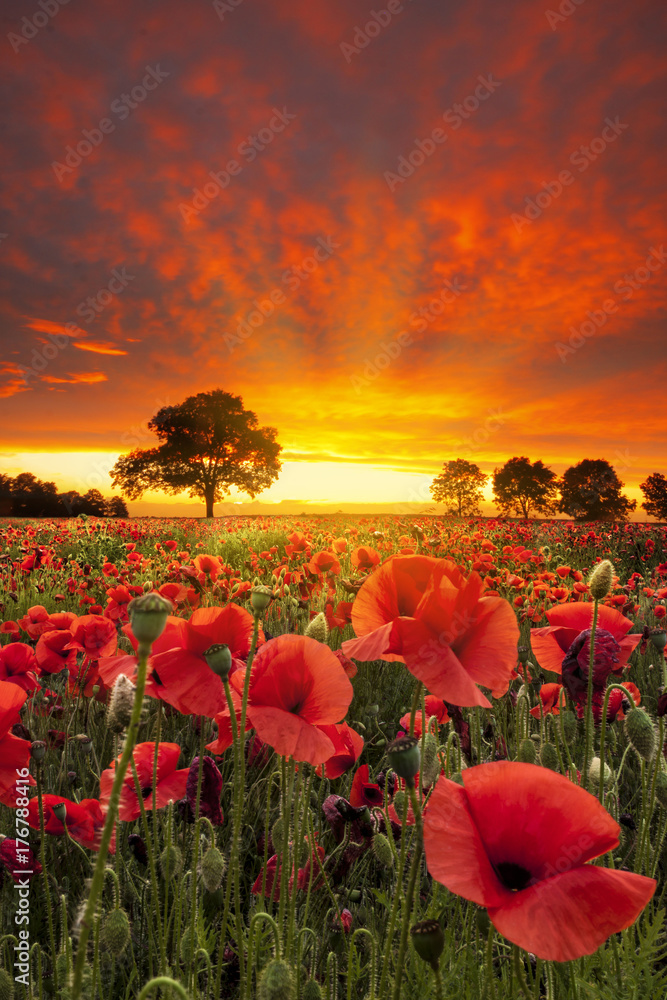 Fototapeta premium Czerwone maki pola pod dramatycznym niebem w pobliżu słońca