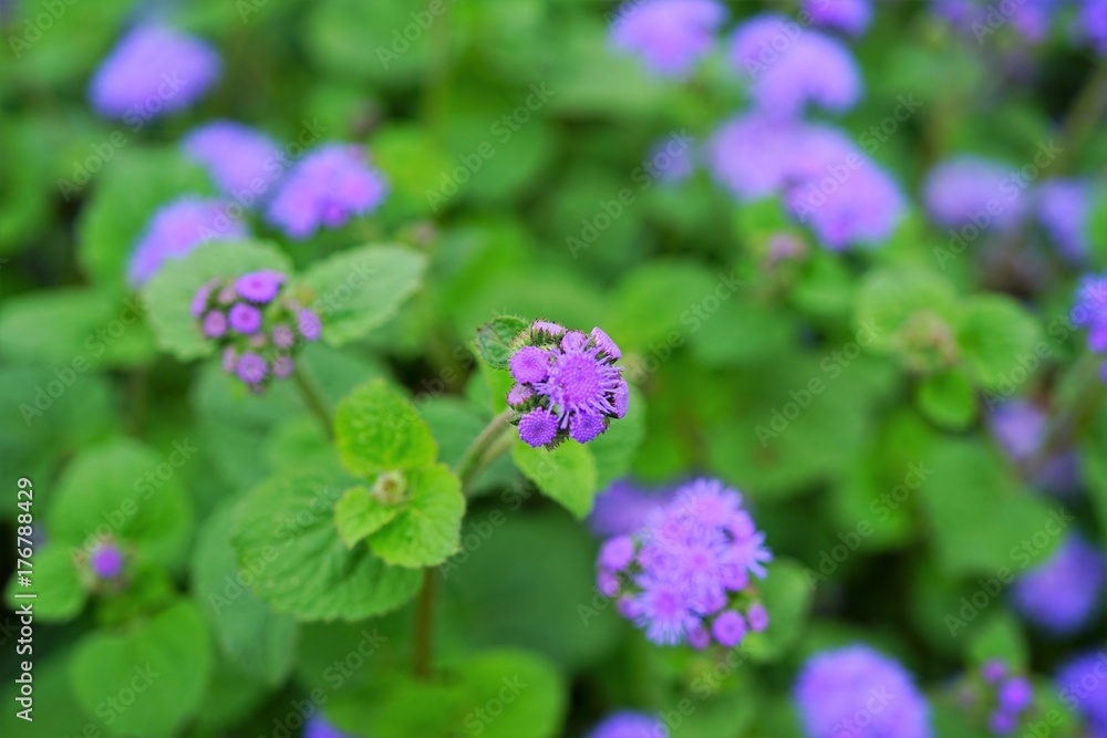 Purple blue ageratum flowers