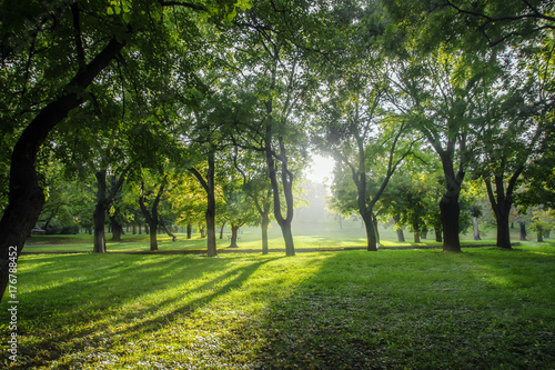 Backlight sunset shot of trees and grass at park landscape