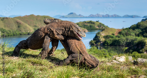 The Fight of Komodo dragons for domination. It is the biggest living lizard in the world. Island Rinca. Indonesia.