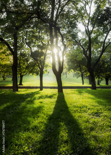 Backlight sunset shot of trees and grass at park landscape