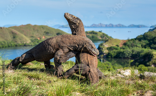 The Fighting of Komodo dragons (Varanus komodoensis) for domination. It is the biggest living lizard in the world. Island Rinca. Indonesia.