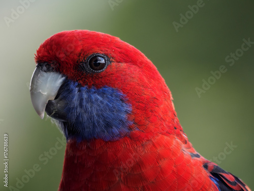 Crimson Rosella Closeup photo