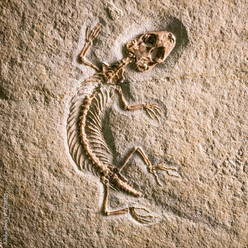 prehistoric fossils of creatures