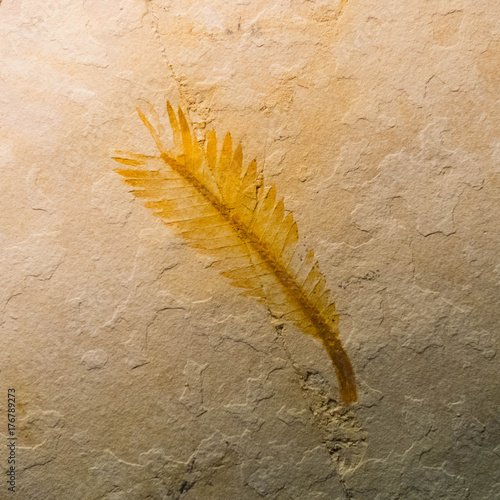 prehistoric fossils of creatures