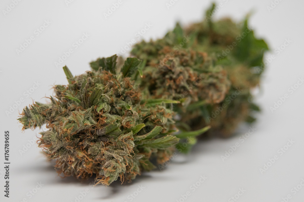 Isolated marijuana flower with a blank white background Isolated marijuana flower with a blank white background