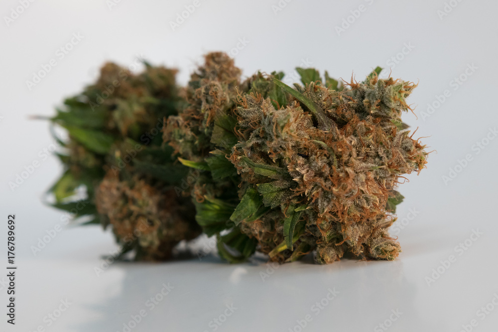 Isolated marijuana flower with a white background Isolated marijuana flower with a white background