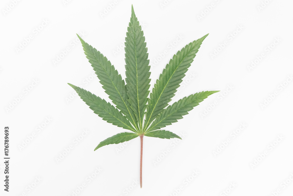 Isolated marijuana leaf with a blank white background Isolated marijuana leaf with a blank white background