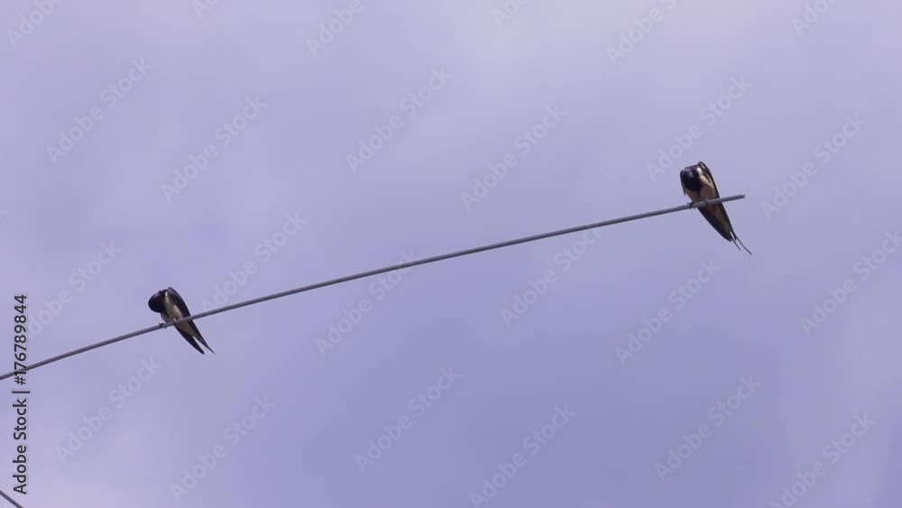 swallow birds perched on a pole together 4k swallow birds perched on a pole together 4k