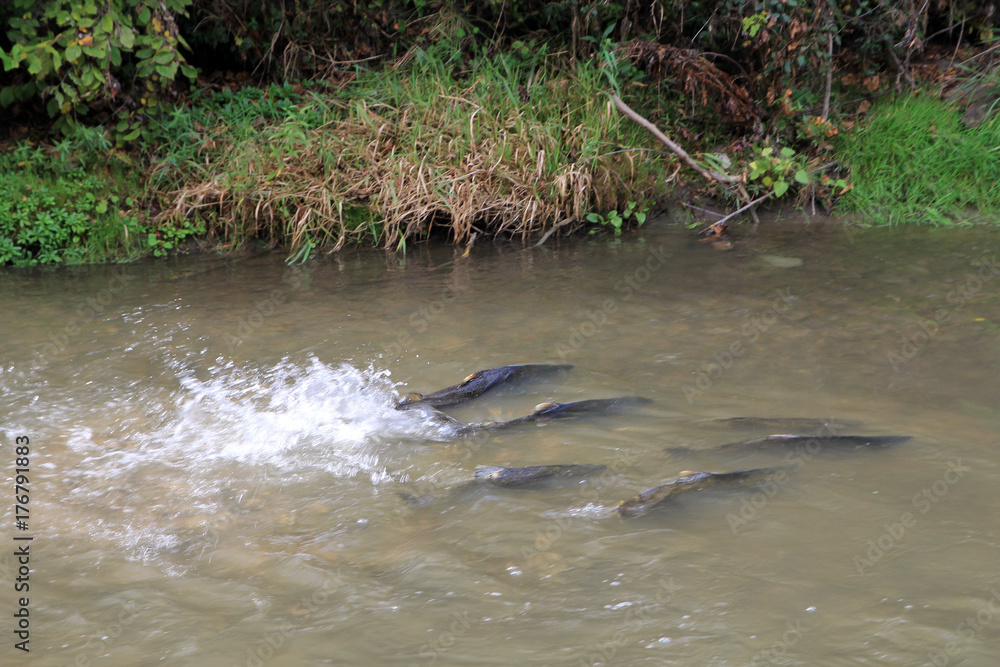 Fototapeta premium Flock of salmon at spawning