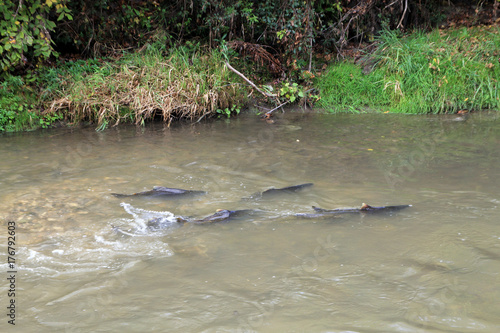 Obraz na płótnie Flock of salmon at spawning