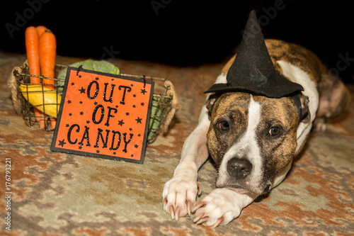 Fototapeta Naklejka Na Ścianę i Meble -  Out of Halloween Candy