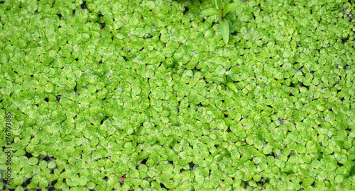 Green duckweed background on the water surface