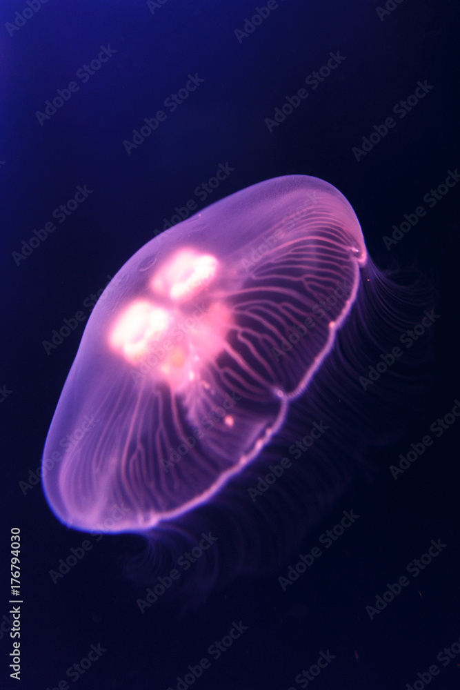 Jellyfish, blue background Jellyfish, blue background