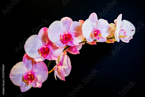 Pink orchids appearing to float above a black background
