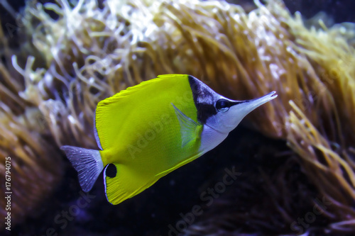 Exotic sea fish Longnose Butterflyfish photo