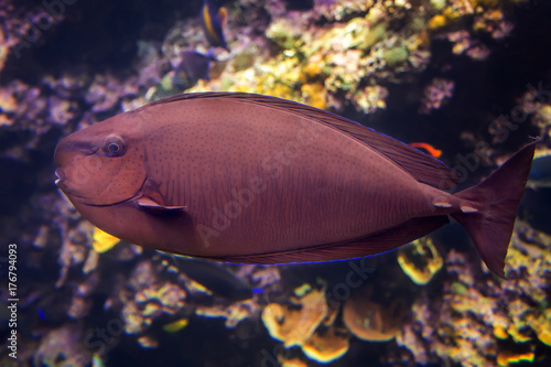 Exotic sea fish Squarenose Unicornfishes photo