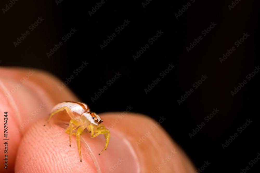 Close up of spider on hand and Black background