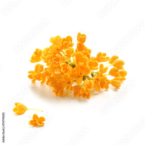 flowers of Sweet Osmanthus on a white background