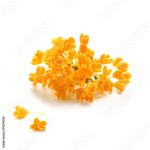 flowers of Sweet Osmanthus on a white background photo