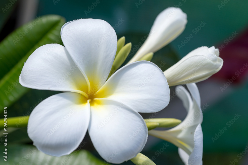 Fototapeta premium Plumeria Flower
