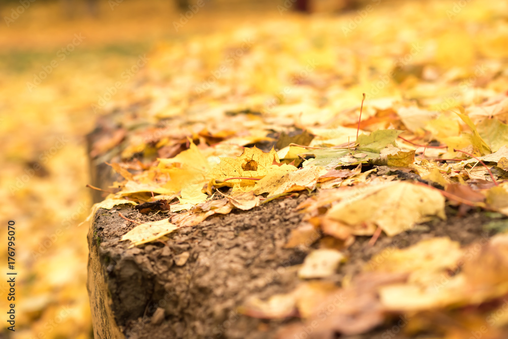 Colorful backround image of fallen autumn leaves perfect for seasonal use Colorful backround image of fallen autumn leaves perfect for seasonal use