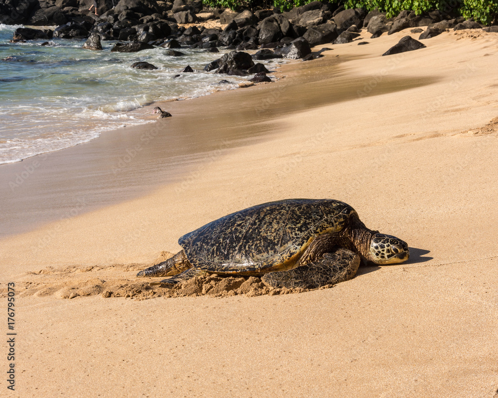 Sea Turtle, North Shore, Laniakea Beach, Oahu, Maui