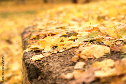 Colorful backround image of fallen autumn leaves perfect for seasonal use photo