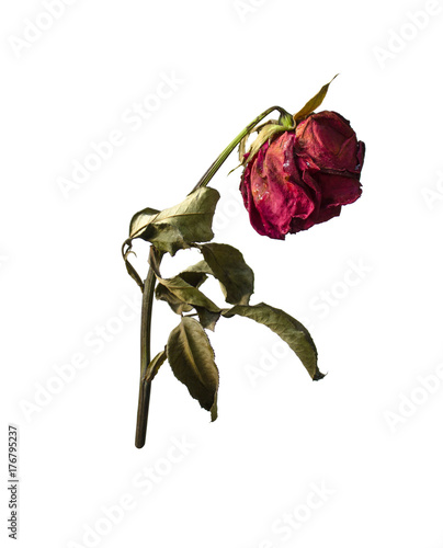 withering red roses  isolated on white background