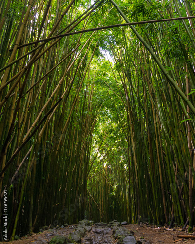 Bamboo Forest, Pipiwai Trail, Hana, Maui, Hawaii