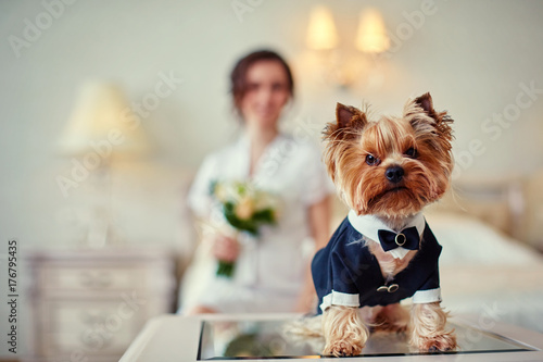 Fototapeta Naklejka Na Ścianę i Meble -  Terrier dressed as a groom in the bedroom of the bride. Bride with bouquet and white gown