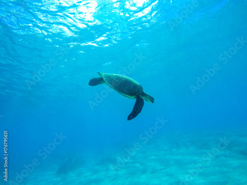 Sea Turtle in Mokuleia Bay, Maui, Hawaii