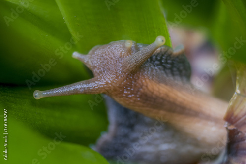 Snail face close up. Macro photography