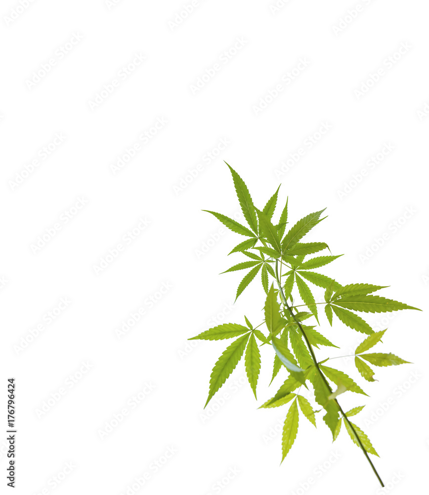 Fototapeta premium Cannabis leaf isolated on white background