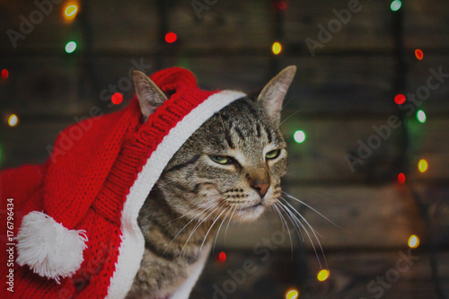The striped cat in Santa Claus costume among the multicolored lights ©  foxhound photo
