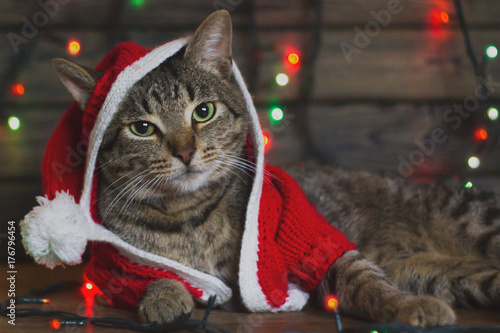 portrait of a tabby cat in Santa Claus costume, lying among the multicolored lights