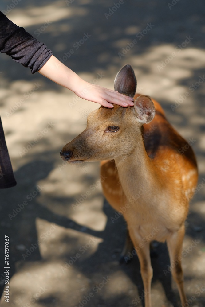 頭を撫でられる鹿 Stock 写真 Adobe Stock