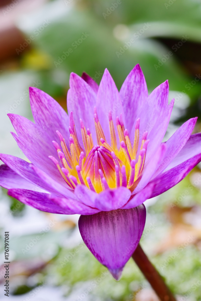 Beautiful purple lotus flower Beautiful purple lotus flower