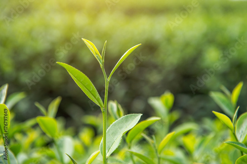 Green tea bud and leaves. Green tea plantations and sunny in morning.