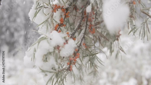 Sea-buckthorn berries under snow.
