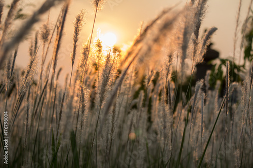 Imperata cylindrica cogon grass  with evening sun