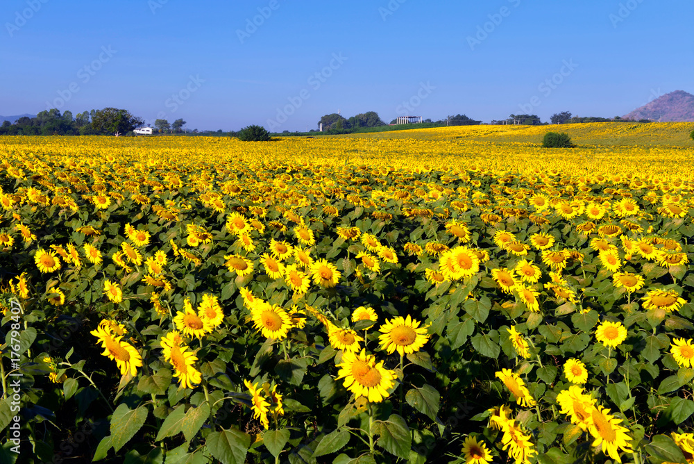Sunflower field and sunrise . Field of blooming sunflowers on a background sunrise 