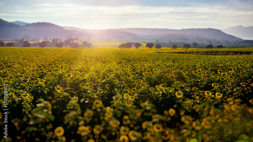 Sunflower field and sunrise . Field of blooming sunflowers on a background sunrise 