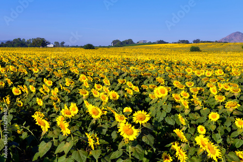 Sunflower field and sunrise . Field of blooming sunflowers on a background sunrise  © phonix_a
