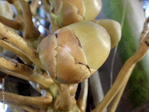 Détail inflorescence d'un cocotier, Seychelles 