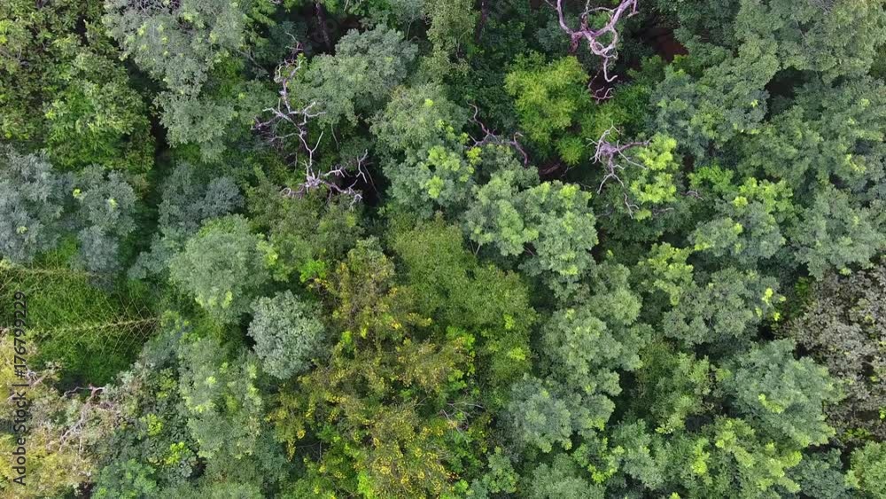 Aerial view of the forest.
Aerial view of the forest.